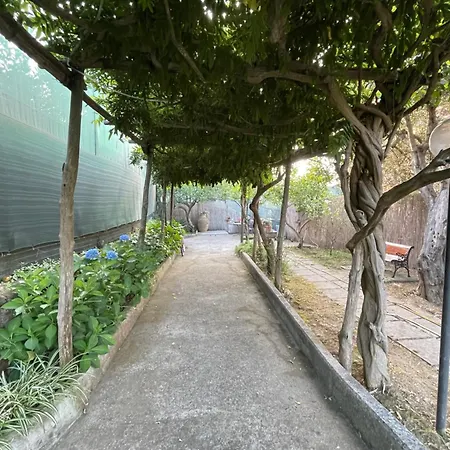 Rosmary 马萨鲁布朗斯